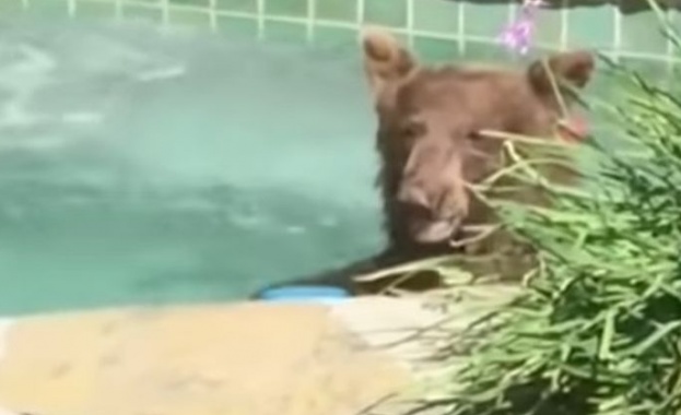 Мечка влезе в джакузито на калифорниеца Марк Хоф позабавлява се