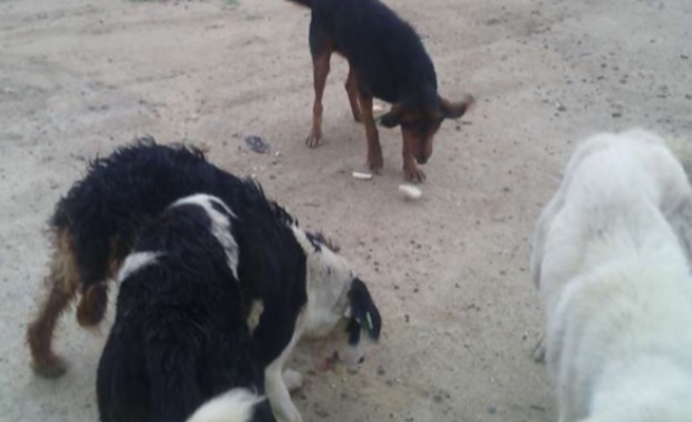 Кучета от приюта в Благоевград са изхвърлени край Кресна За