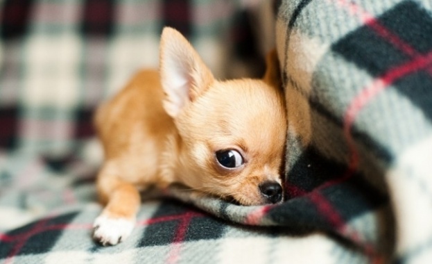 Корейски учени създадоха 49 клонинга на най-малкото куче в света,