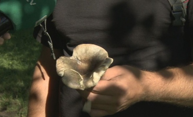 Хиляди гъби поникнаха по парковете в София след дъждовете Това