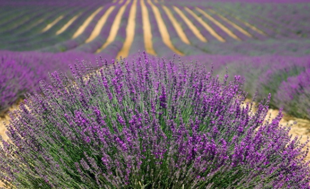 България държи първо място в света по добив на лавандулово