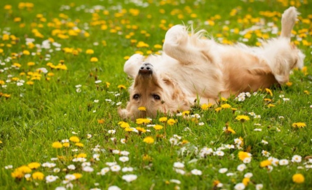 През нощта ще бъде ясно със слаб северозападен вятър В