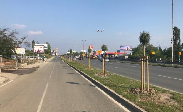 29 от новозасадените дървета покрай Околовръстния път станаха обект на