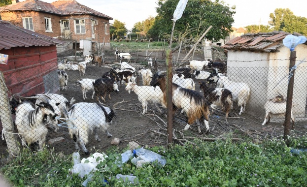 В момента обстановката в едно от засегнатите от чума по
