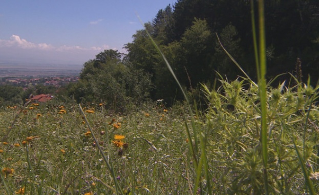 Жители на Лозен се притесняват че пасище ще се превърне