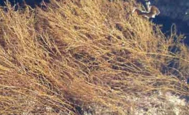 Кафяви водорасли са преминали 20 000 км от най южните части