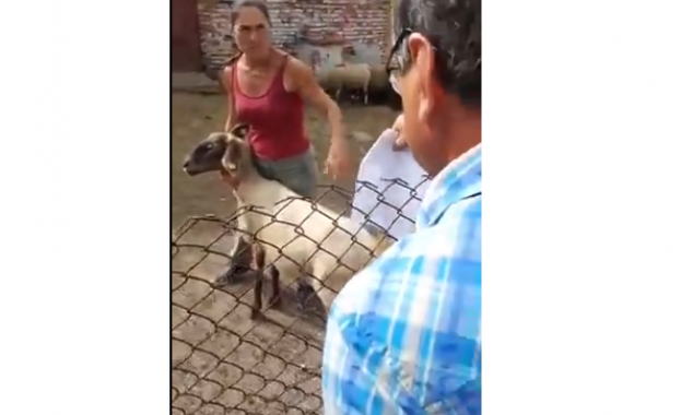 Отново има напрежение в засегнатите от чума по животните селища