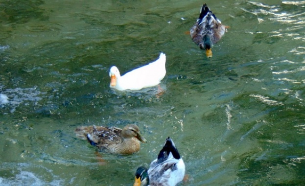 В пика на кризата с чума по дребния добитък собственици