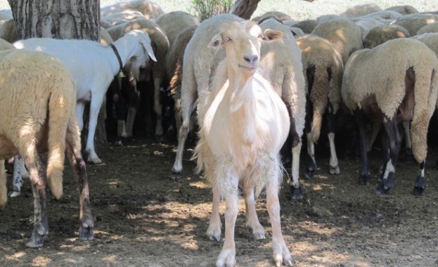 Normal 0 21 false false false MicrosoftInternetExplorer4 Заради усложнената епизоотична