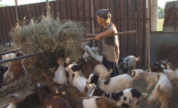 Животните на Тодорка Сакалиева станала известна като баба Дора от