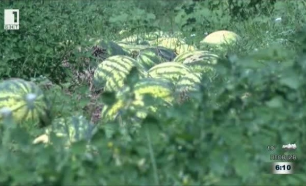 Огромни загуби отчитат производителите на дини в Любимец Хората се