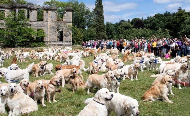 Точно 361 кучета се събраха на едно място в Шотландия