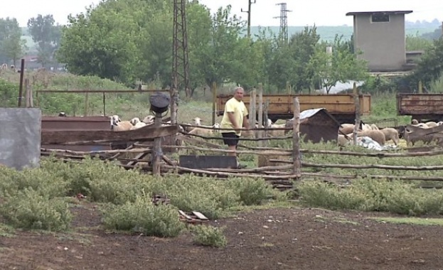 Нови 10 села влизат в обсега на ветеринарите заради чумата