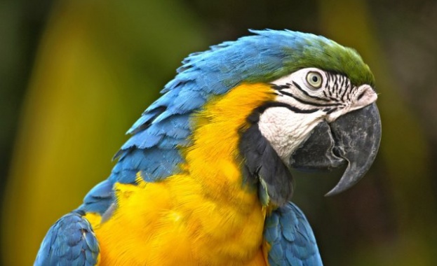 Папагалът Пепо от рядката порода „Зелена амазона, който беше откраднат