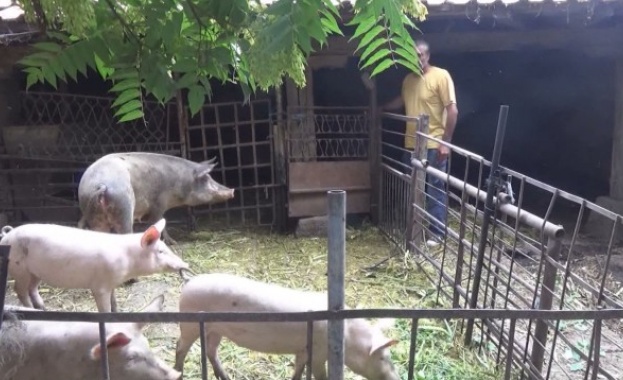 Три нови огнища на африканска чума по свинете има в