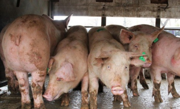 Огнище на Африканска чума бе установено при домашните свине в