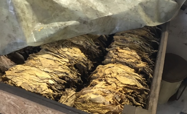 Над 1 3 млн лв са изплатени към момента на тютюнопроизводители