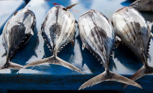 Състоянието на рибните запаси в Световния океан е драматично показва