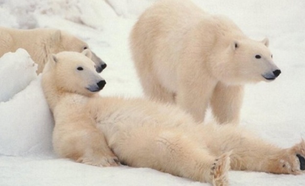 Случаите на канабализъм, регистрирани сред полярните мечки в руския Арктик,