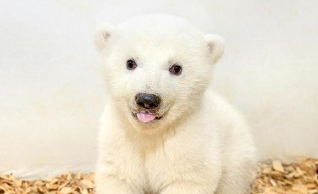 Властите в американския щат Орегон решиха да убият черно мече