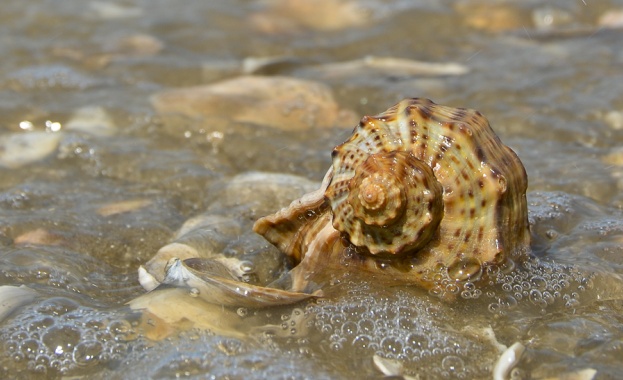 В централата на Изпълнителната агенция по рибарство и аквакултури ИАРА