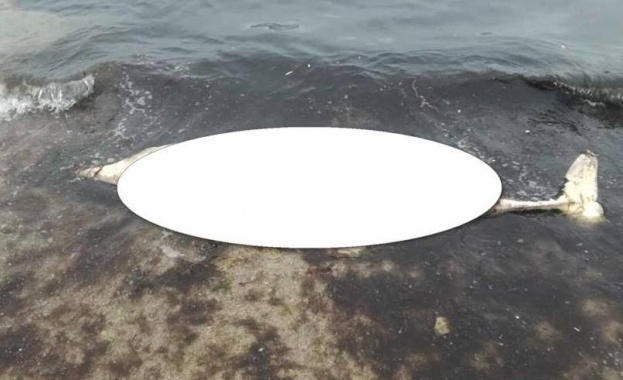 Морето изхвърли делфин до Втора буна във Варна Морският бозайник