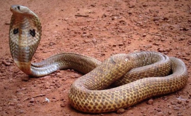 Индийска кобра погълна друга кобра в село Наранагада, недалеч от