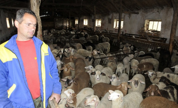 Няма търсене на агнета оплаква се Мирослав Хусков от ивайловградското