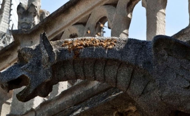 Около 200 000 пчели обитаващи кошери в катедралата Нотр Дам