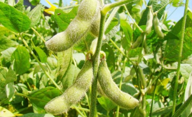 Китай възнамерява да увеличи обемите на закупуваната соя от Русия