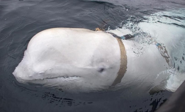 В Норвегия заловиха кит с подозрения че е руски шпионин