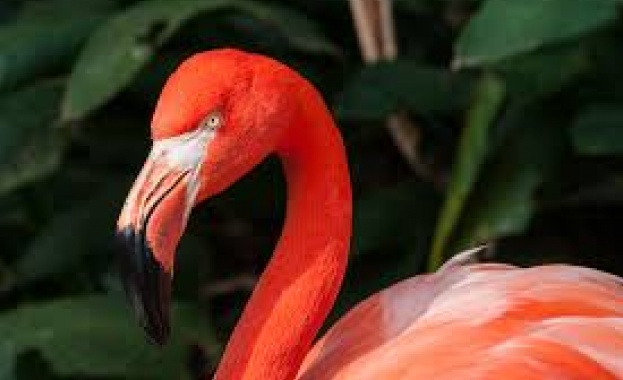 За последните три седмици във виенския зоопарк Шонбрун са се