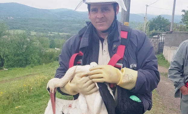 Сътрудници на EVN България спасиха щъркел оплетен в проводниците на