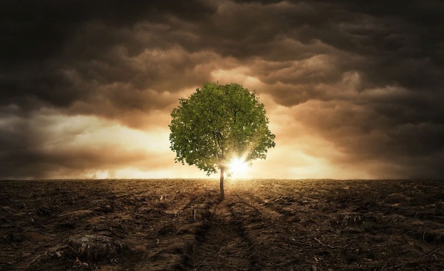 Учени откриха дърво на 2624 години в блато в Северна