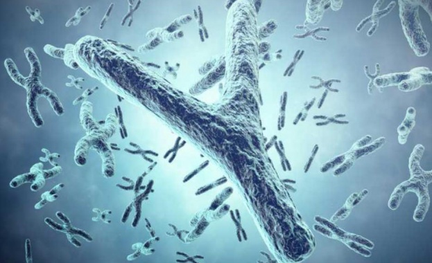 Британски генетици изчислиха че след няколко милиона години Y хромозомата