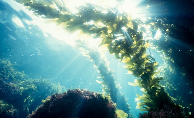 Милиони сьомги в развъдници в морето край северния бряг на