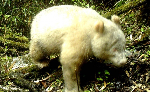 Рядка панда албинос е била заснета с камера в природен