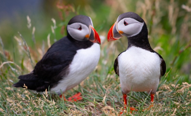 Когато стотици птици кайри бяха открити мъртви на брега на