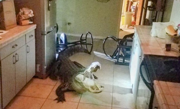 77 годишна жена от Флорида намери алигатор в кухнята си Мери Уисхусен