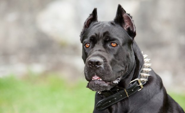 39 годишният Митко който беше разкъсан и убит от 5 кучета