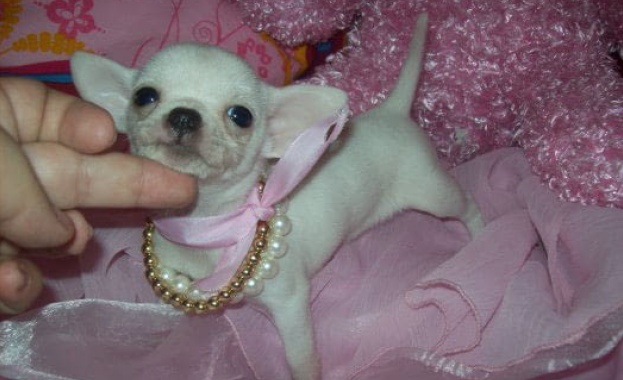 Кафене за примадоните на кучетата а именно породата чихуахуа отваря