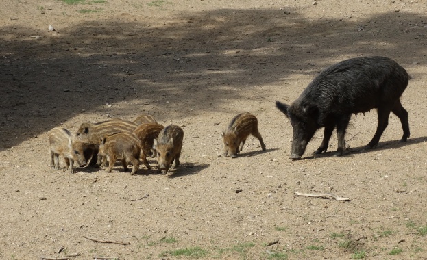Труповете на петнайсетина диви свине са открити от ловци в