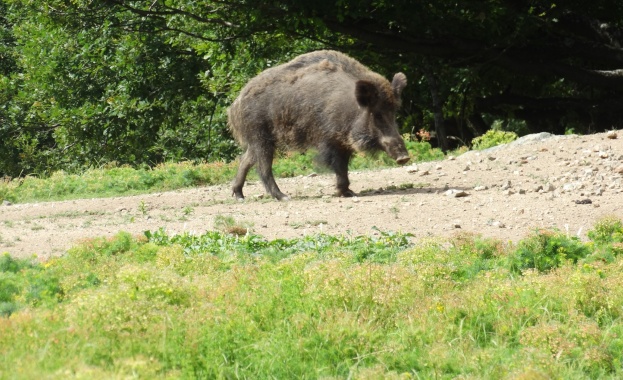 Ловците получили разрешение за индивидуален лов които не спазват заповедите