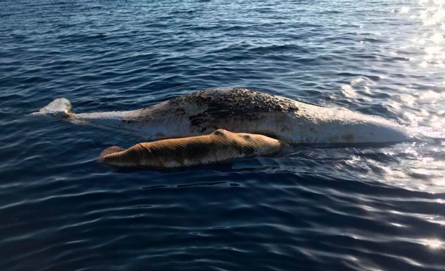 Женски кашалот и малкото му умряха в Тиренско море край