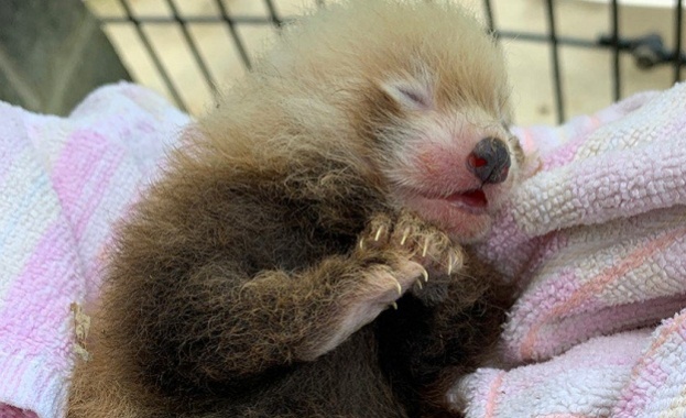 В зоологическата градина в Хале се роди червена панда предаде