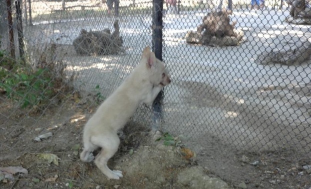 Бял вълк се роди във зоопарка във Варна Малкото вълче