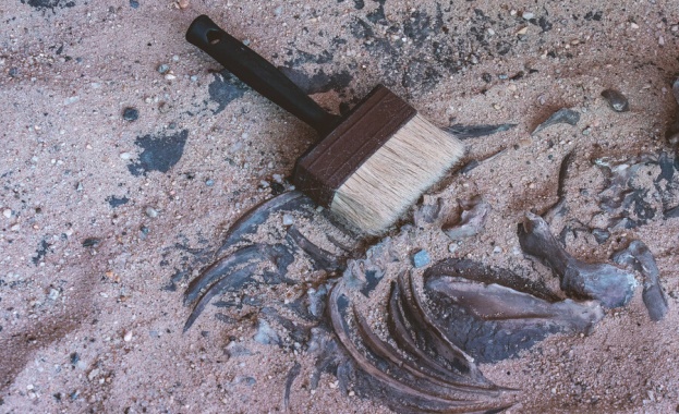 Вкаменели костни останки на най древния Хомо еректус изправен мъж чиято