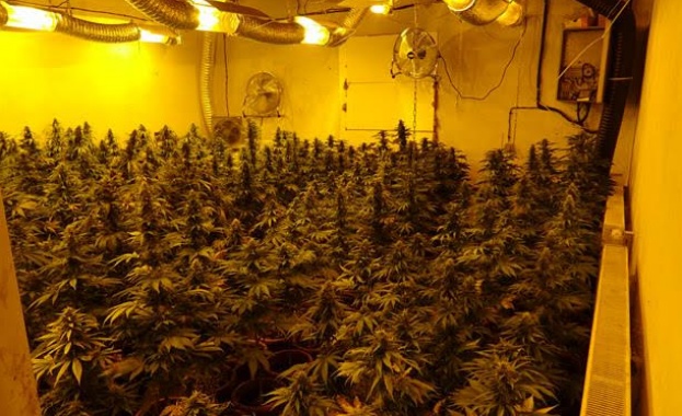 Иззети са над 40 кг канабис и близо 300 саксии