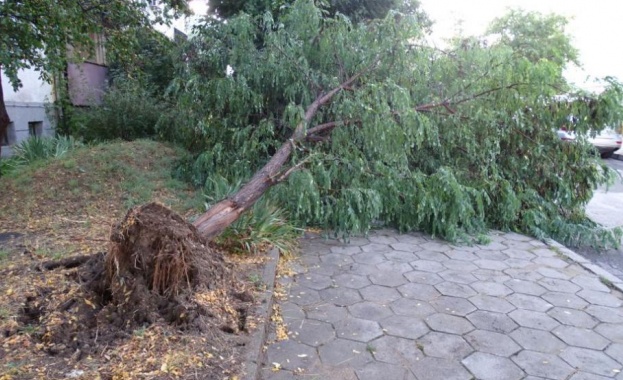 Бурята придружена от пороен дъжд в Благоевград пречупи и изкорени