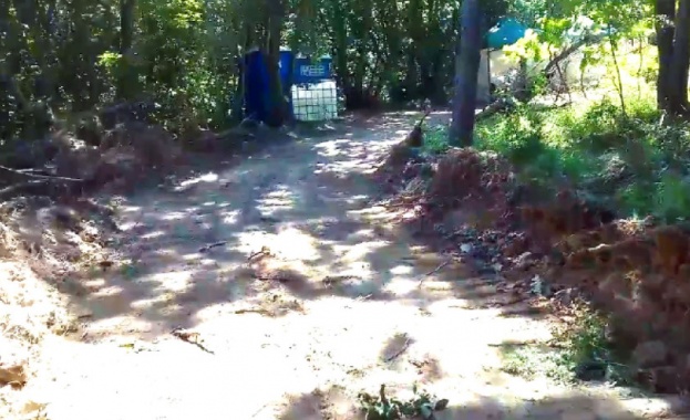 Природозащитни организации сигнализират за унищожени дървета и прокарване на път